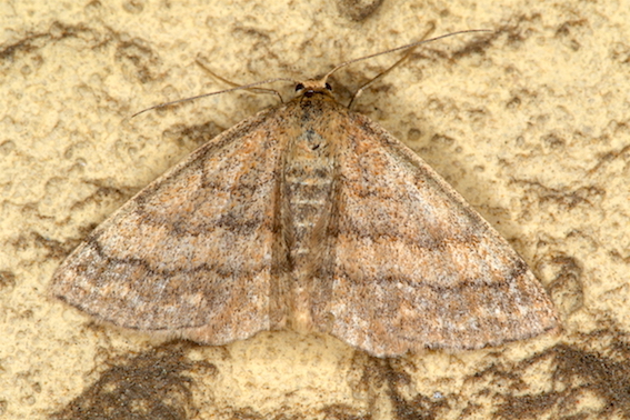 Aiuto id. Geometridae - Scopula (Scopula) rubiginata